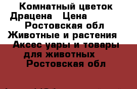 Комнатный цветок Драцена › Цена ­ 6 000 - Ростовская обл. Животные и растения » Аксесcуары и товары для животных   . Ростовская обл.